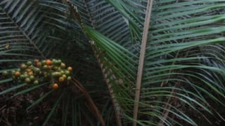 Parque Nacional Cordillera Azul: Descubren una nueva especie de palmera en la selva peruana (FOTOS)