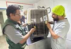 Piura: Serfor rescata a mono en urbanización de Castilla