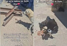 Chiclayo: denuncian abandono de perros que sobreviven sin agua ni alimento en Santa Rosa