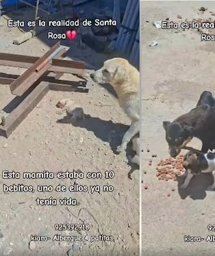 Albergue 4 Patitas difundió triste realidad de canes en Santa Rosa. Captura de vídeo/ Facebook