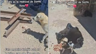 Chiclayo: denuncian abandono de perros que sobreviven sin agua ni alimento en Santa Rosa