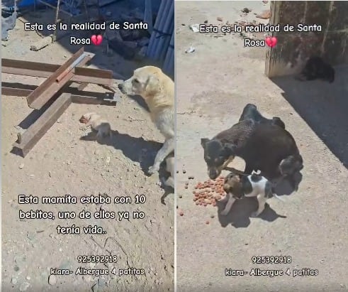 Albergue 4 Patitas difundió triste realidad de canes en Santa Rosa. Captura de vídeo/ Facebook