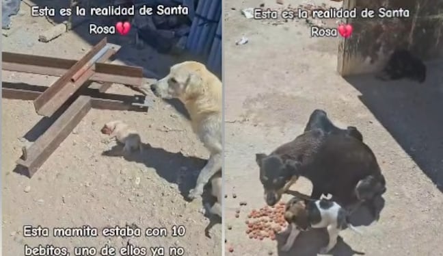 Albergue 4 Patitas difundió triste realidad de canes en Santa Rosa. Captura de vídeo/ Facebook