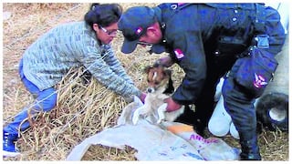 Huancayo:  Desconocidos dan brutal golpiza a cachorro y lo abandonan (VIDEO)