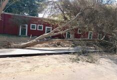 Ica: caída de segundo árbol genera preocupación en laguna de Huacachina