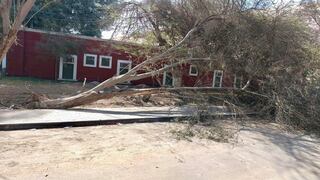Ica: caída de segundo árbol genera preocupación en laguna de Huacachina