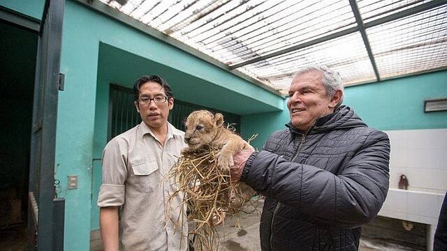 ​Parque de las Leyendas presentó a leoncita nacida en junio