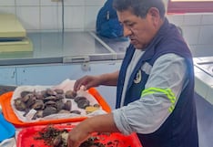 Pisco: evaluación científica permitirá fortalecer manejo sostenible de la concha de abanico