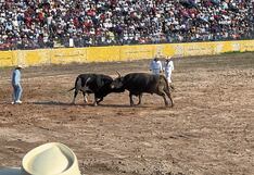 Peleas de toros: Un enfrentamiento con mucha tradición en Arequipa