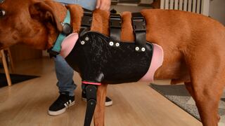 Estudiantes crean la primera prótesis canina personalizada del Perú con impresión 3D