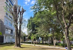 Especialista cuestiona poda de árboles inventariados en Cayma (VIDEO)