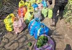 Chincha: agricultores son amenazados con arma de fuego y les roban cosecha de paltas