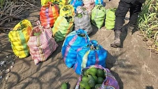 Chincha: agricultores son amenazados con arma de fuego y les roban cosecha de paltas