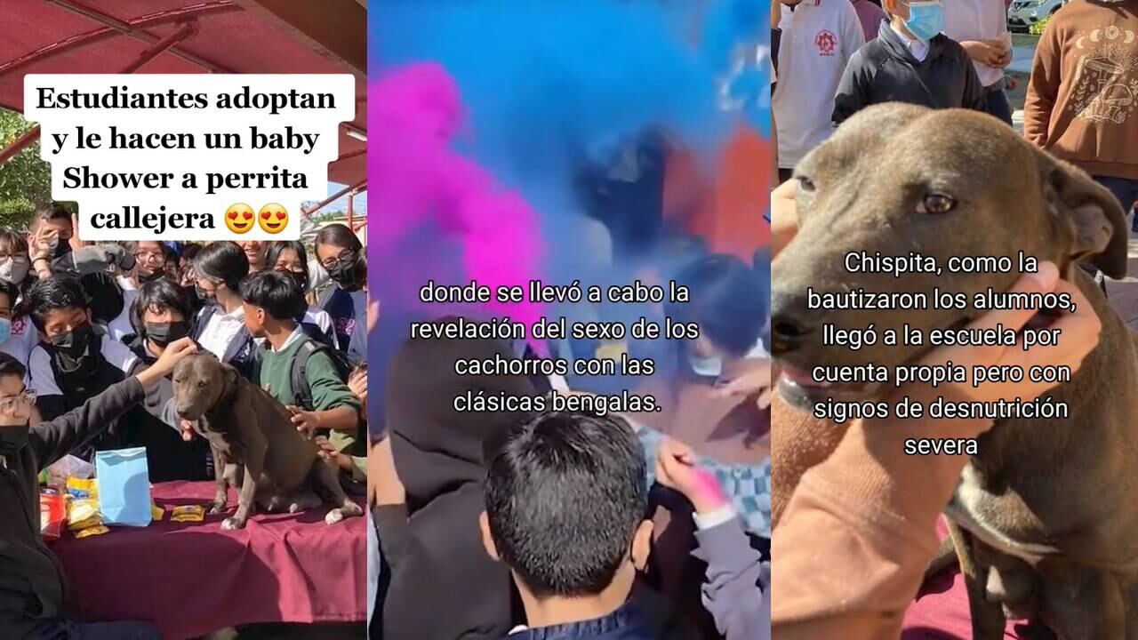 Estudiantes le hacen baby shower a una perrita callejera. (Foto: composición EC)