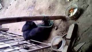 Maltrato animal: Atan a perro a un tronco y causa indignación en Chiclayo (VIDEO)