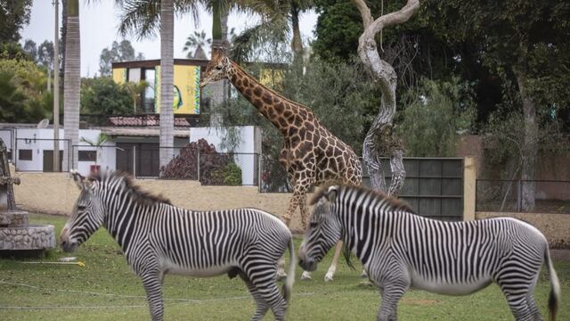 Día Mundial de África: Estos son los animales de este continente en el Parque de Las Leyendas