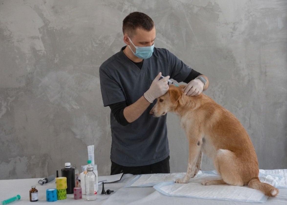 ¿Los perros mayores necesitan vacunas? Esto recomiendan los especialistas