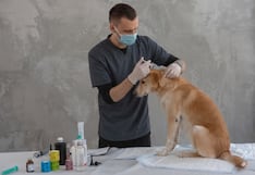 ¿Los perros mayores necesitan vacunas? Esto recomiendan los especialistas