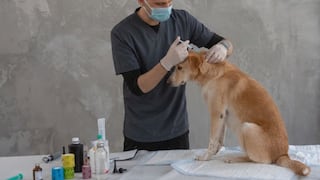 ¿Los perros mayores necesitan vacunas? Esto recomiendan los especialistas