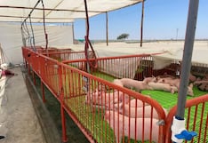 Productores porcicultores fortalecen su actividad con nuevo equipamiento en Ica