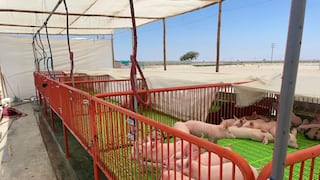Productores porcicultores fortalecen su actividad con nuevo equipamiento en Ica