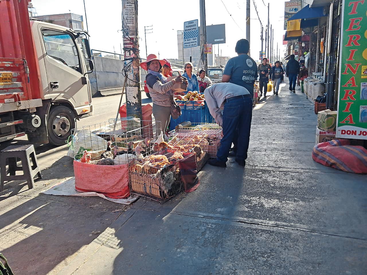 El maltrato animal se registra en todas partes de la región Arequipa. Foto: GEC.