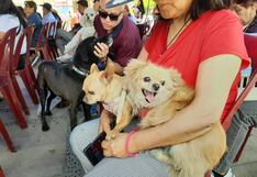 Día Mundial de los Animales: Bendicen a decenas de mascotas en Arequipa (VIDEO)