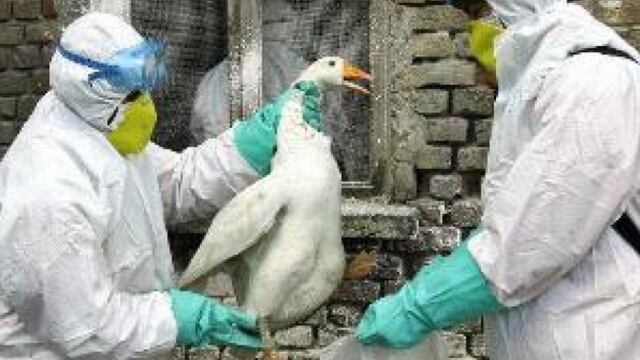 ​Un caso de gripe aviar en una granja de patos en Inglaterra