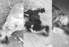 Ica: denuncian que una decena de perros y gatos murieron envenenados en Subtanjalla