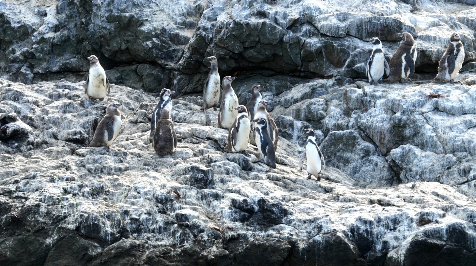 Hallazgo de lobos marinos, pingüinos y tortugas en el litoral peruano. Foto: SERFOR.