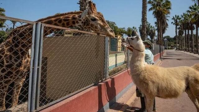 Parque de las Leyendas pide ayuda para alimentar a los animales ante la falta de visitas por COVID-19 (VIDEO)