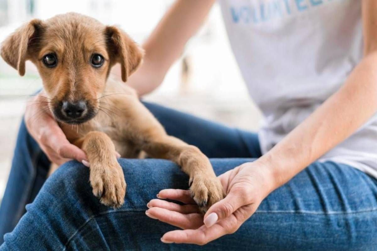 En el país hay más de seis millones de perros abandonados, de los cuales cuatro millones viven en Lima. Los albergues enfrentan altos costos y falta de apoyo, mientras iniciativas privadas buscan fomentar la adopción responsable.