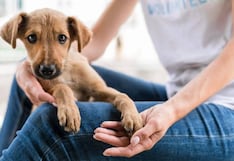 Día de la Adopción: la urgencia de apoyar albergues y promover la adopción responsable en el Perú