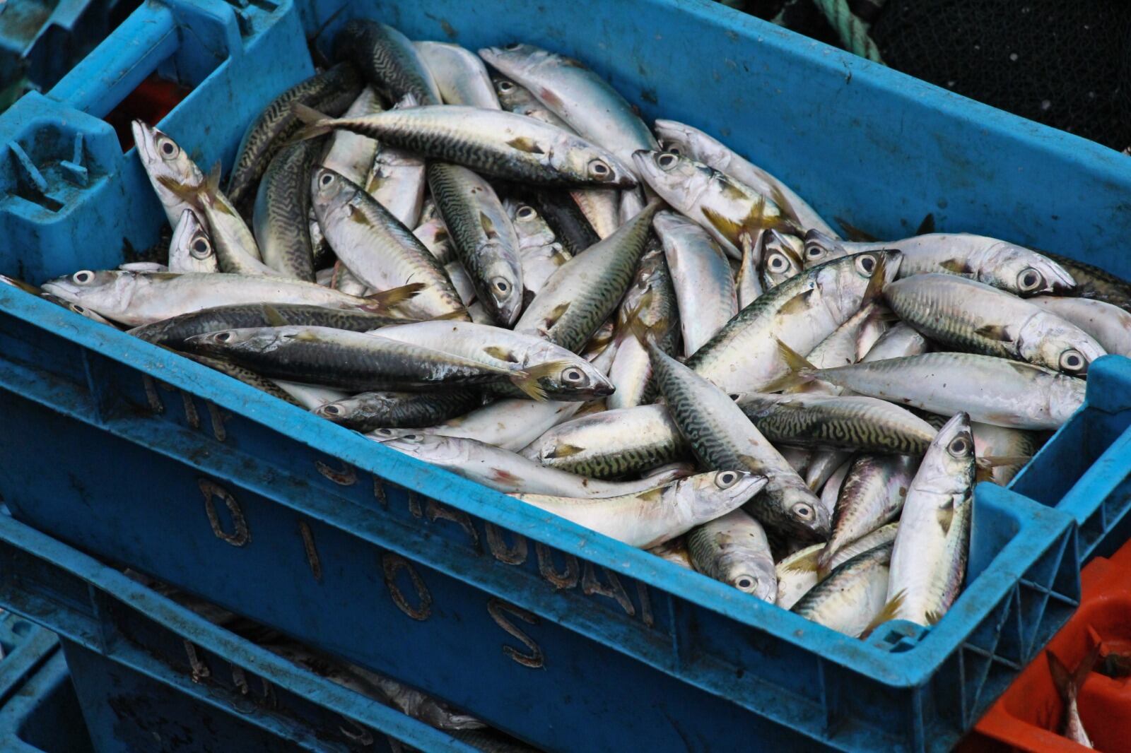 Caballa no tenía una talla autorizada para su captura.