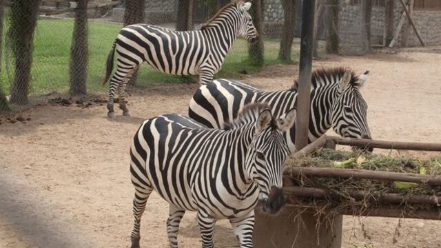 ​Parque de las Leyendas celebra el Día Mundial de los Animales