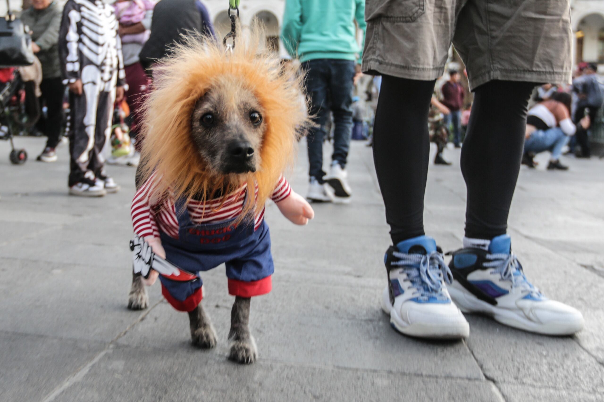 Las mascotas también fueron disfrazadas por sus dueños (Foto: Leonardo Cuito)