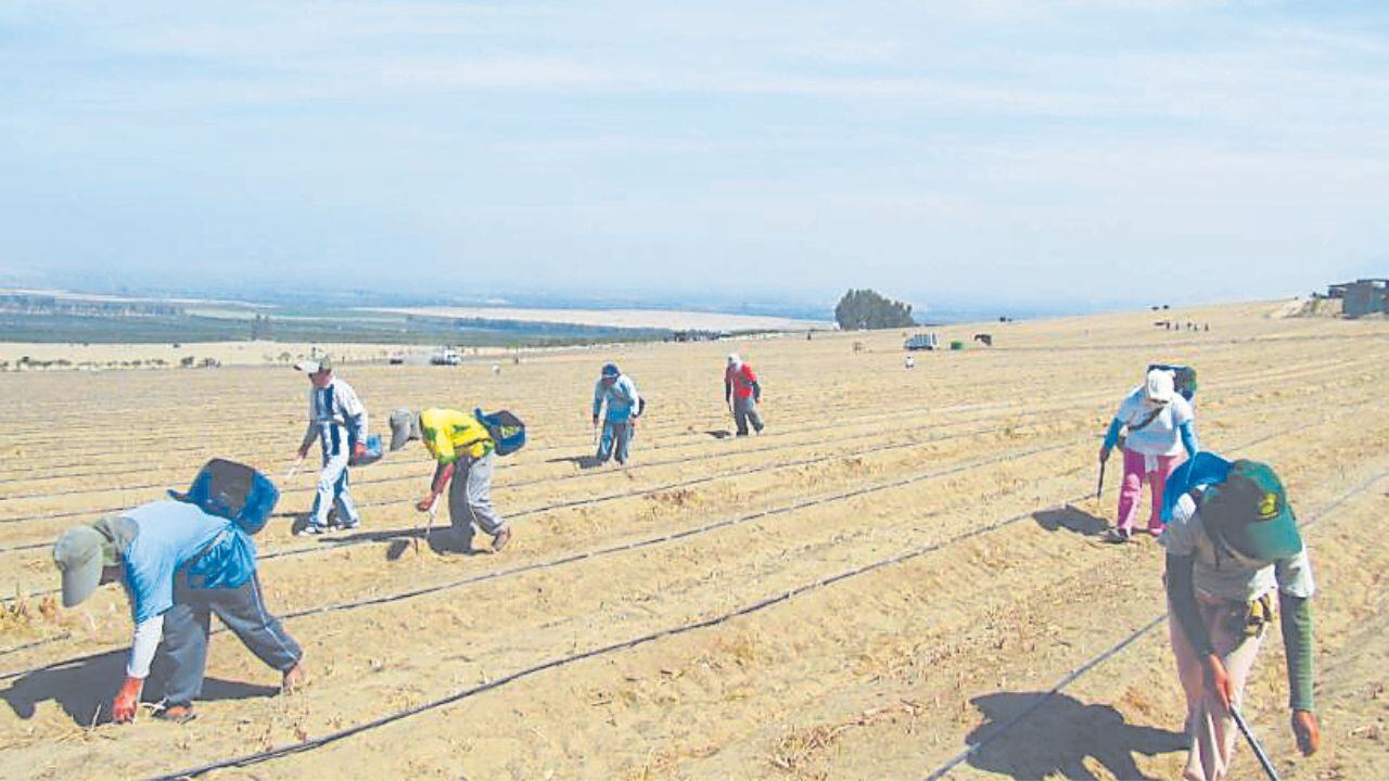 Efectos de El Niño salen a relucir en sector clave para desarrollo de la región. Unos 30 mil empleos en juego.