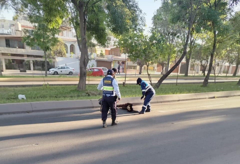 Mujer muere en Arequipa luego de ser atropellada y trasladada al hospital