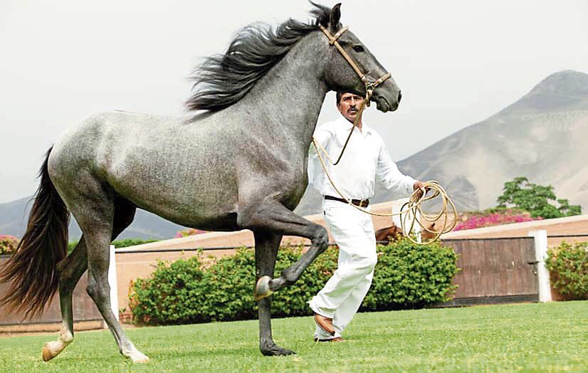 Importantes ejemplares serán presentados. (Foto: GEC)