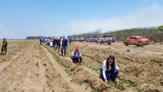 Trujillo: Realizan jornada de reforestación en El Tablazo