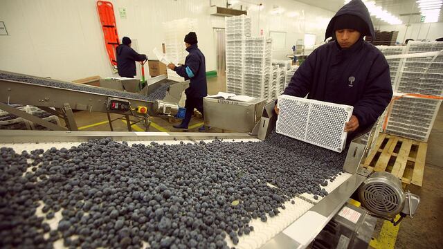 Arándanos, uvas y paltas se consolidan como principales productos de exportación a Reino Unido