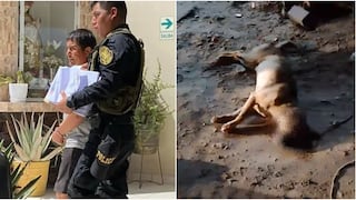Crueldad animal en Nasca: ahorca con una soga a perro hasta causarle la muerte