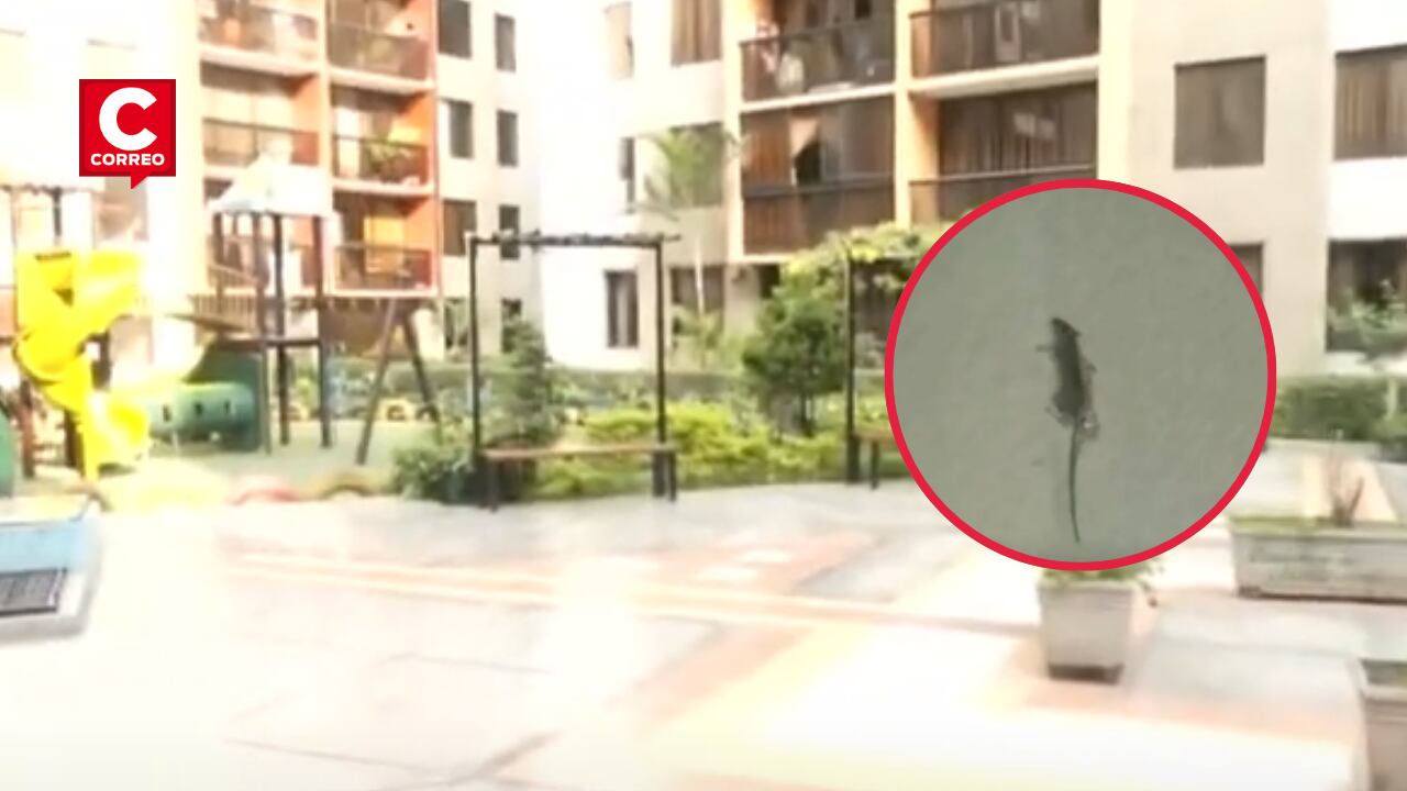 La plaga de roedores amenaza la salud de los niños y vecinos piden a las autoridades municipales una pronta intervención para erradicar el problema.