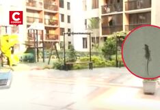 Plaga de ratas afecta a vecinos del condominio Las Torres, en Los Olivos (VIDEO)