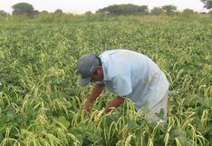 La crisis hídrica traerá pobreza y desempleo en Piura