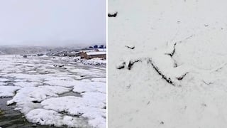 Arequipa: Comuneros piden ayuda urgente por intensa nevada que viene matando su ganado (VIDEO)
