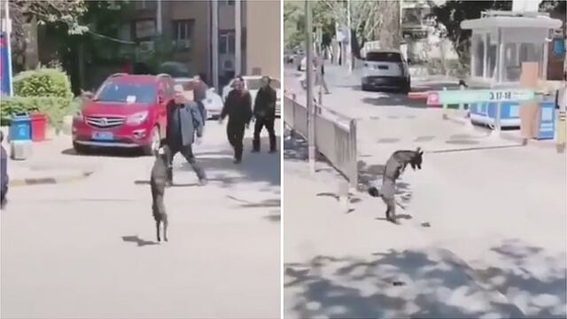 Valiente perro callejero demuestra que no necesita sus patas delanteras para sobrevivir  (VIDEO)