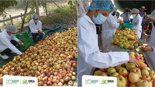 Ica: transforman manzanas en productos que podrán comercializar en el mercado local