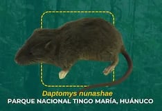 Huánuco: Hallan nueva especie de roedor en Parque Nacional Tingo María