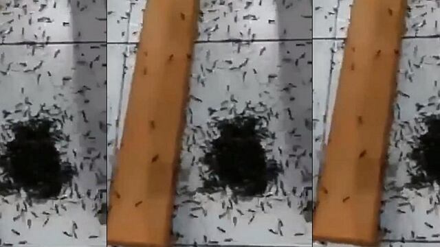 Hormigas voladoras invaden durante misa en Chimbote (VIDEO)